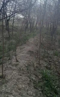 فروش نهال آلبالو و آلو