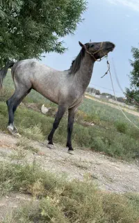 اسب