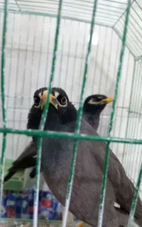 مرغ مینا سخنگو
