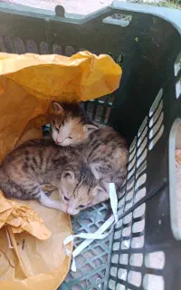 گربه جهت واگذاری تازه به دونیا اومده