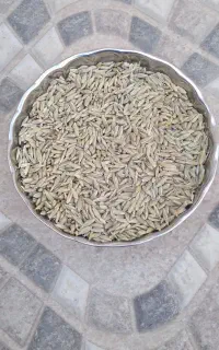 جو دیم لری