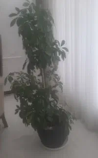 فروش گل شفلرا