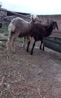 بره و بزغاله دوقلو خوراکخور افشار