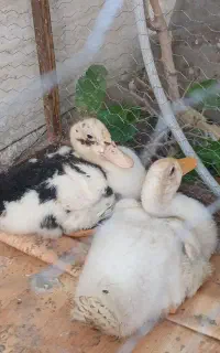 اردک نر و ماده