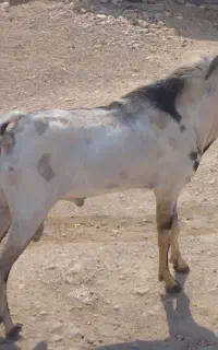 فروش بز و نری