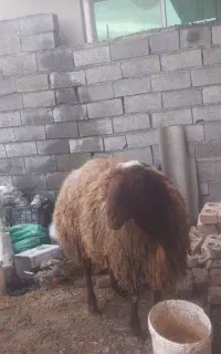 گوسفند نر مولد جوان