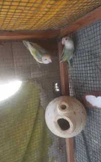 فروش جفت کتوله مولد