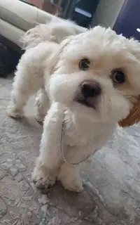 سگ گمشده