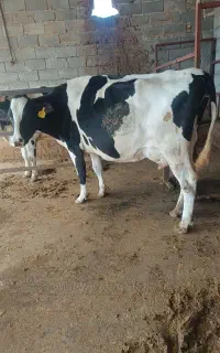 گاو داشتی نژاد