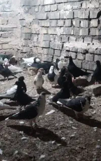 کفتر
