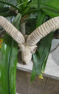 شاخ