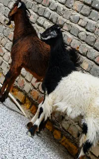دوتا کهره چاق