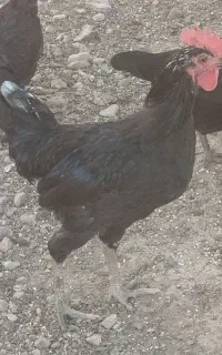 جوجه خروس