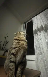 واگذاری گربه ماده عقیم شده