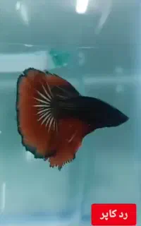 ماهی فایتر هافمون و پلاکت