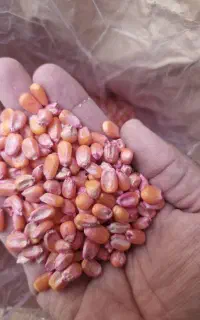 بذر ذرت علوفه ای