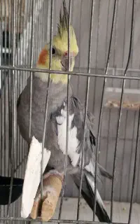 عروس هلندی گمشده