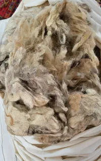 پشم گوسفند  برای لحاف و تشک