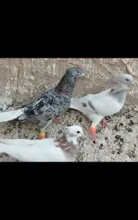 مجسمه تعدادی