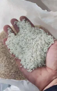 برنج طارم هاشمی