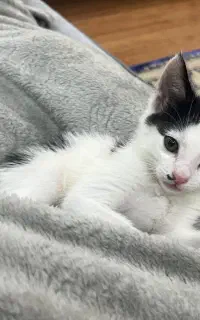 گربه گمشده مژدگانی داده می شود