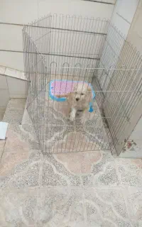 توله سگ مهربون