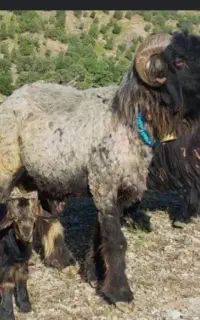 میش بز