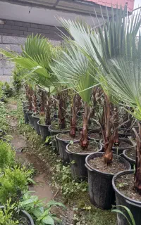 پالم واشنگتن تنه قرمز