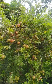 انار ترش و شیرین وغوره سوقته