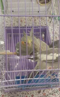 فروش  طوطی عروس  هلندی