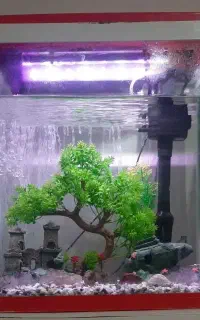 اکواریوم دلسا