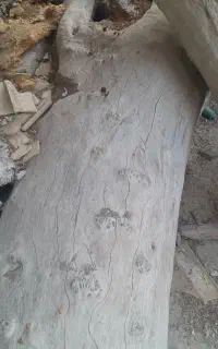 فروش کته درخت کنار