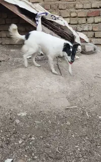 سگ خارجی