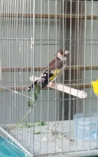 سهره قفسی