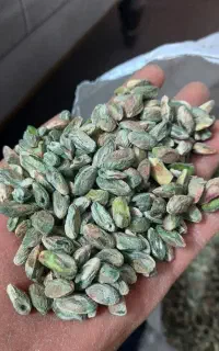 فروش انواع مغز پسته کال