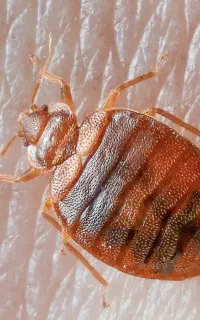 سمپاشی ساس گال کنه موریانه وانواع حشرات دسگافوگر