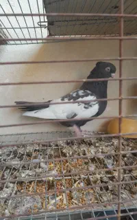 معاوضه یا فروش