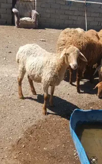 برای پرواربندی
