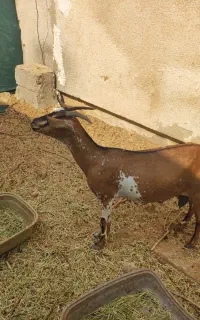 بز خونگی جوون ابستن نزدیک