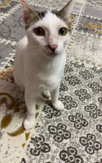 واگذاری گربه