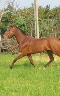 فروش نریان ترکمن یموت