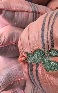 یونجه