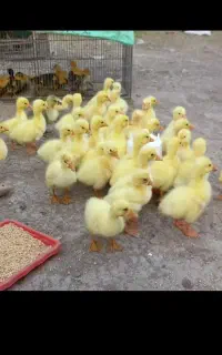 سه عدد قو غاز