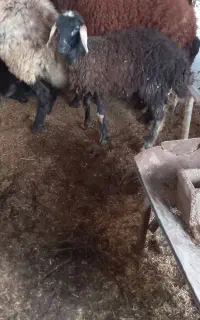 ماده بره