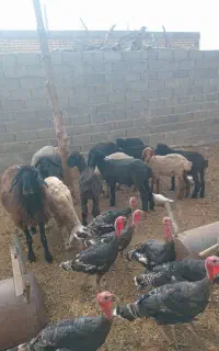 فروش بوقلمو