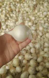 پیاز خشک درجه یک