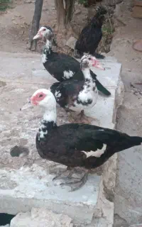 سیکا اردک