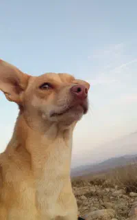 سگ پاکوتاه
