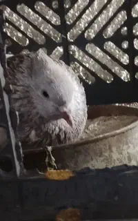 هود