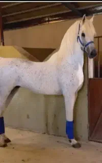 فروش فوری اسب مادیان